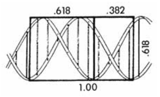 DNA Golden Ratio